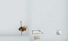 Image of Frigid Bumble Bee