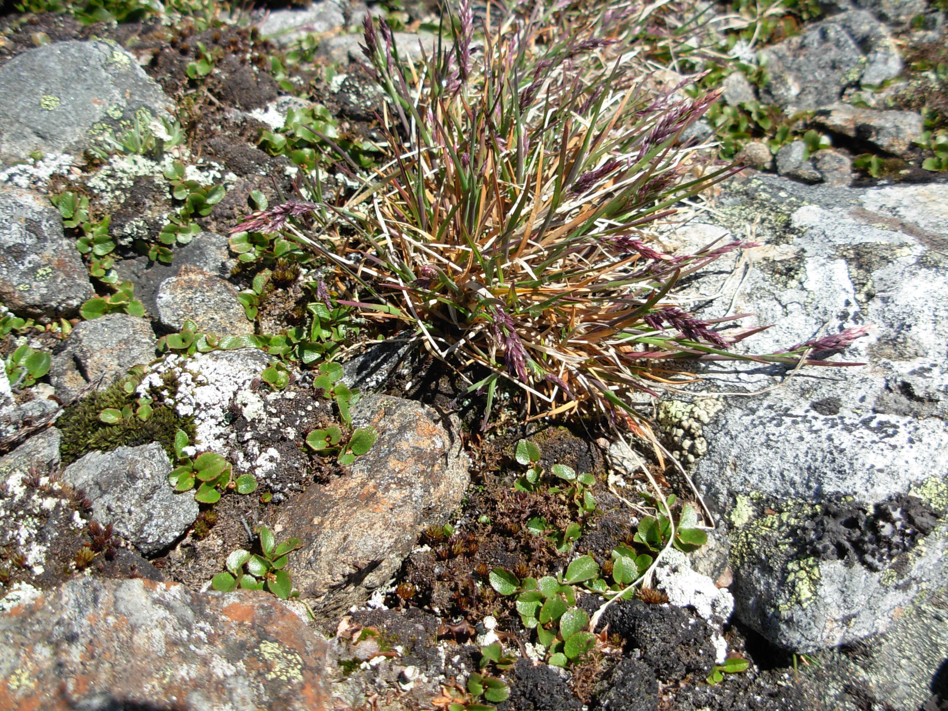 Plancia ëd Poa flexuosa Sm.