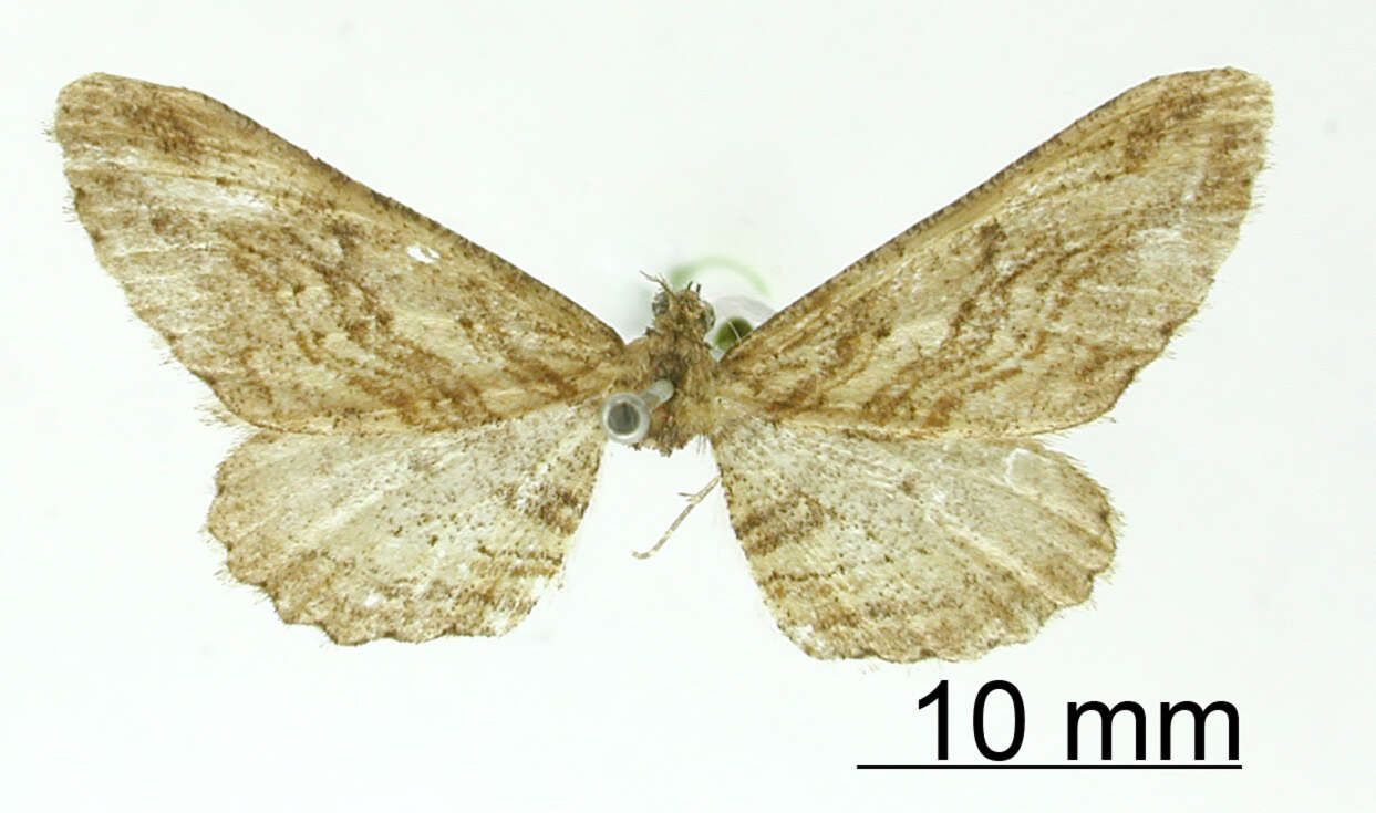 Image of Hemerophila angustipennis Dognin