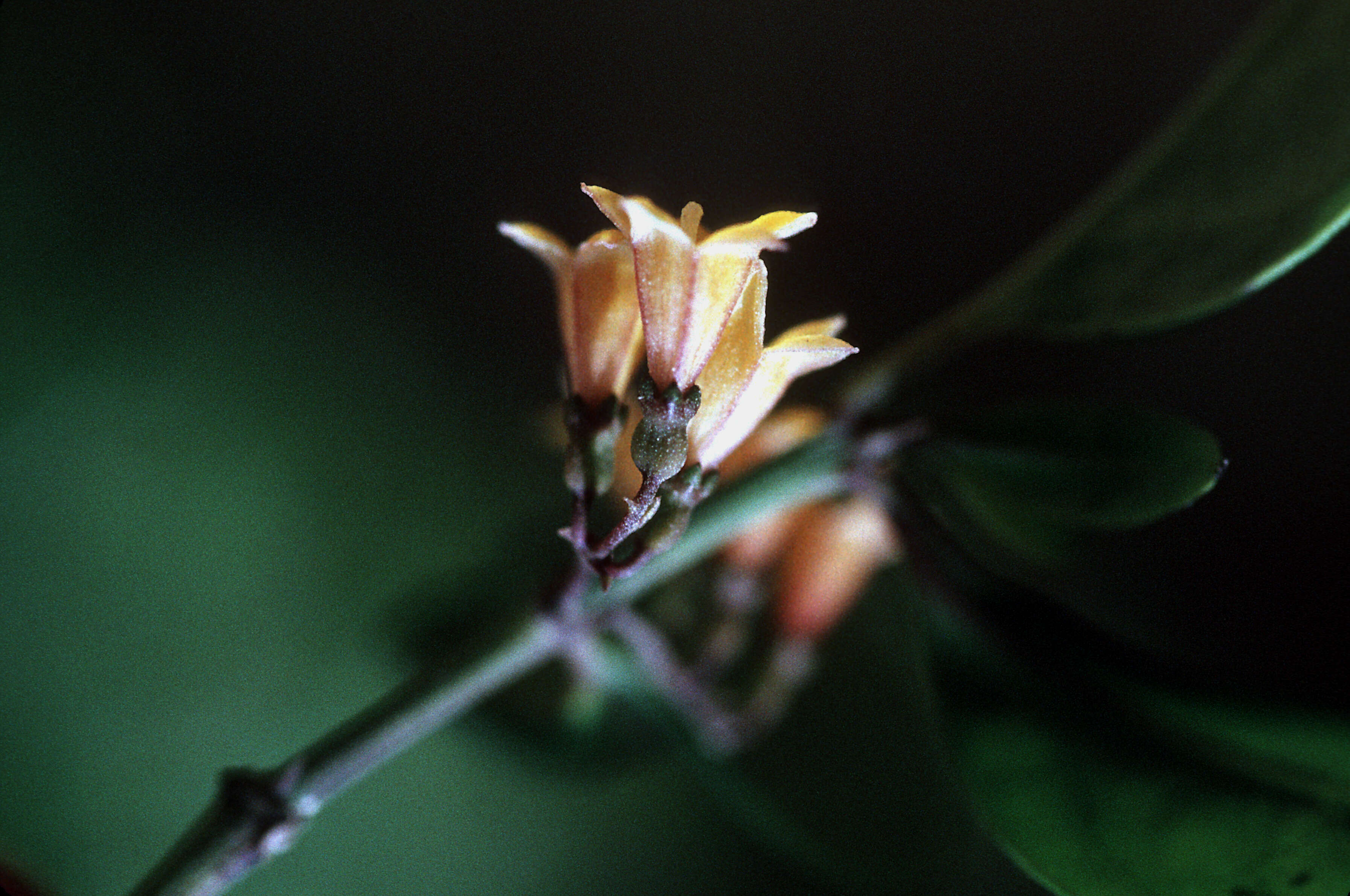 Image de Chiococca alba (L.) Hitchc.