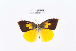 Image of Colias eurydice Boisduval 1855