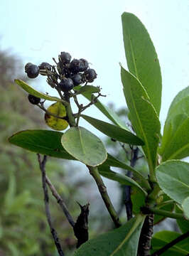 Imagem de Scaevola marquesensis Forest Brown