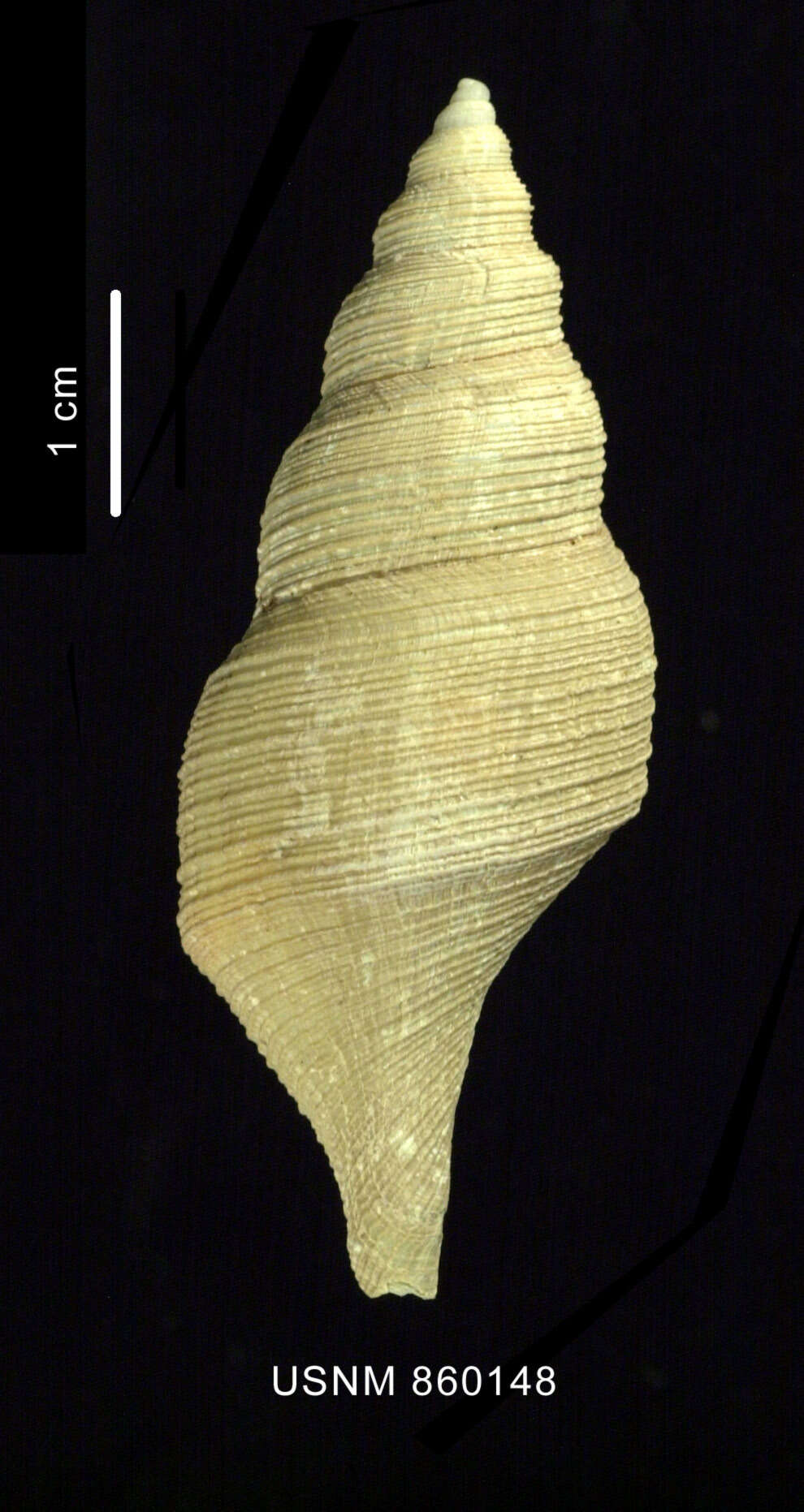 Image of Aforia hedleyi (Dell 1990)