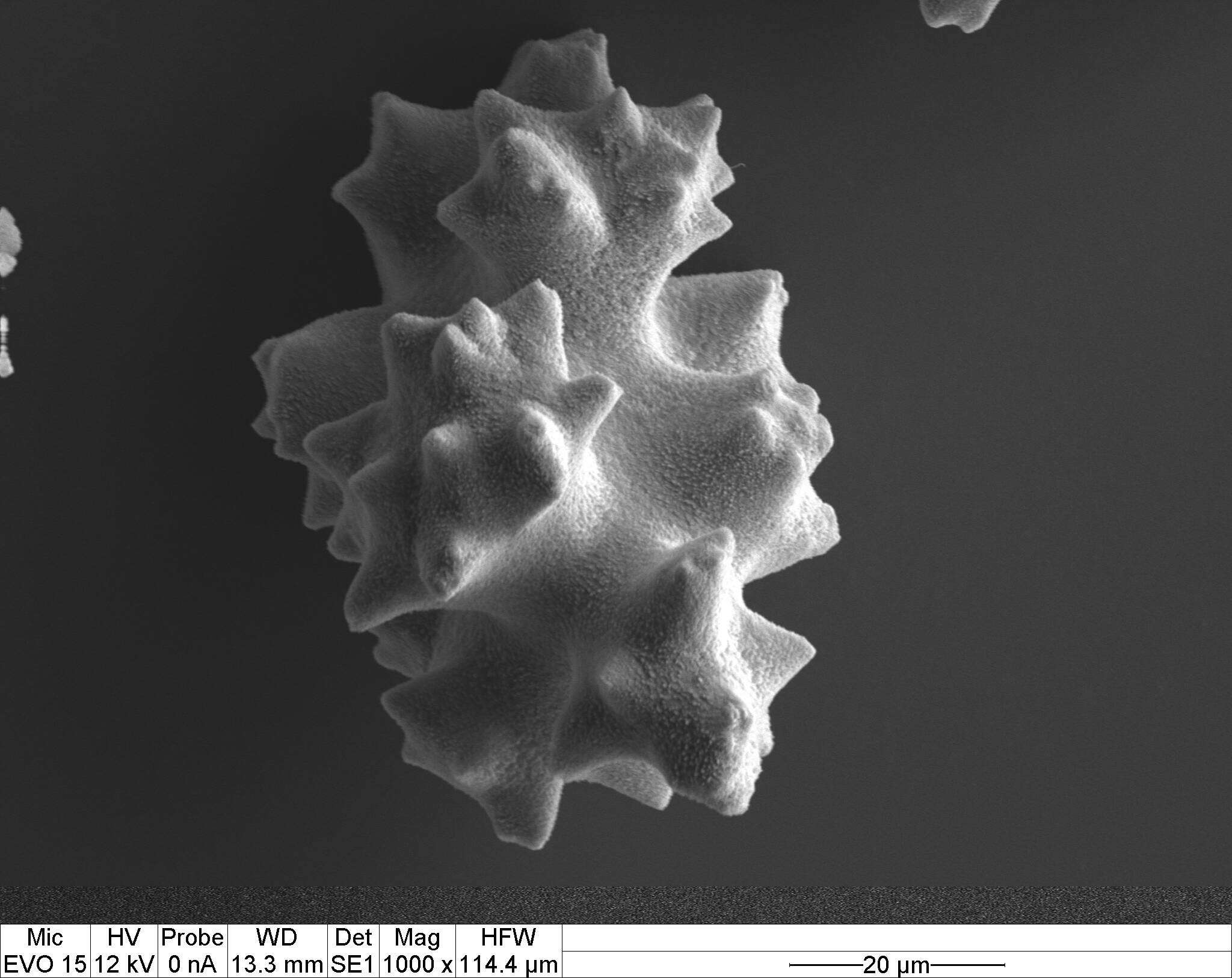 Image of Pleurocorallium porcellanum (Pasternak 1981)