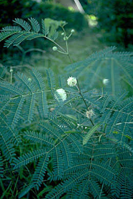 Image of white leadtree