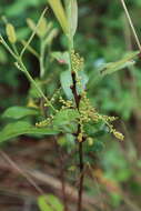 Image of Dwarf Live Oak