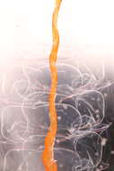 Image of Siphonophora