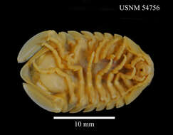 Imagem de Exosphaeroma gigas (Leach 1818)