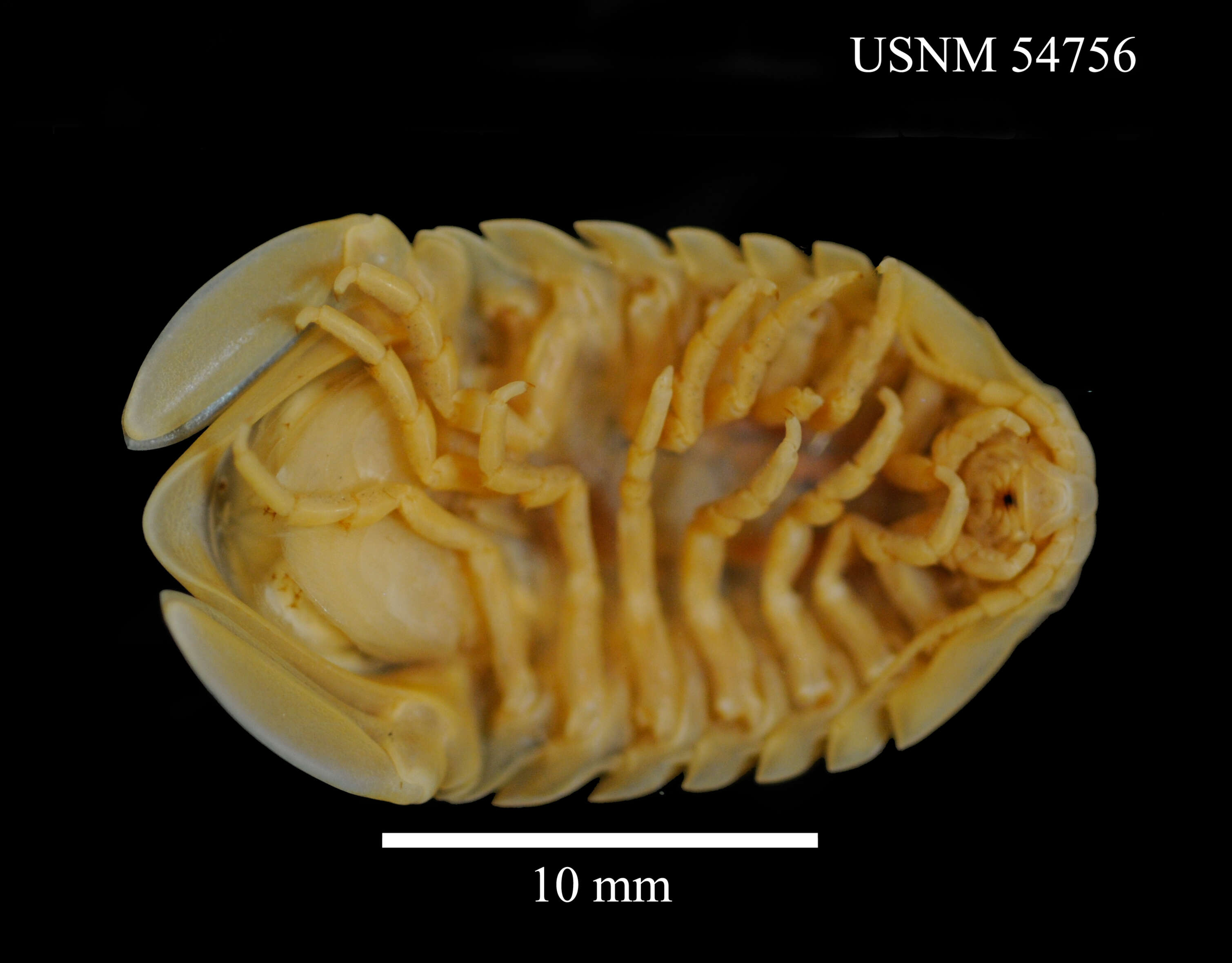 Image of Exosphaeroma gigas (Leach 1818)
