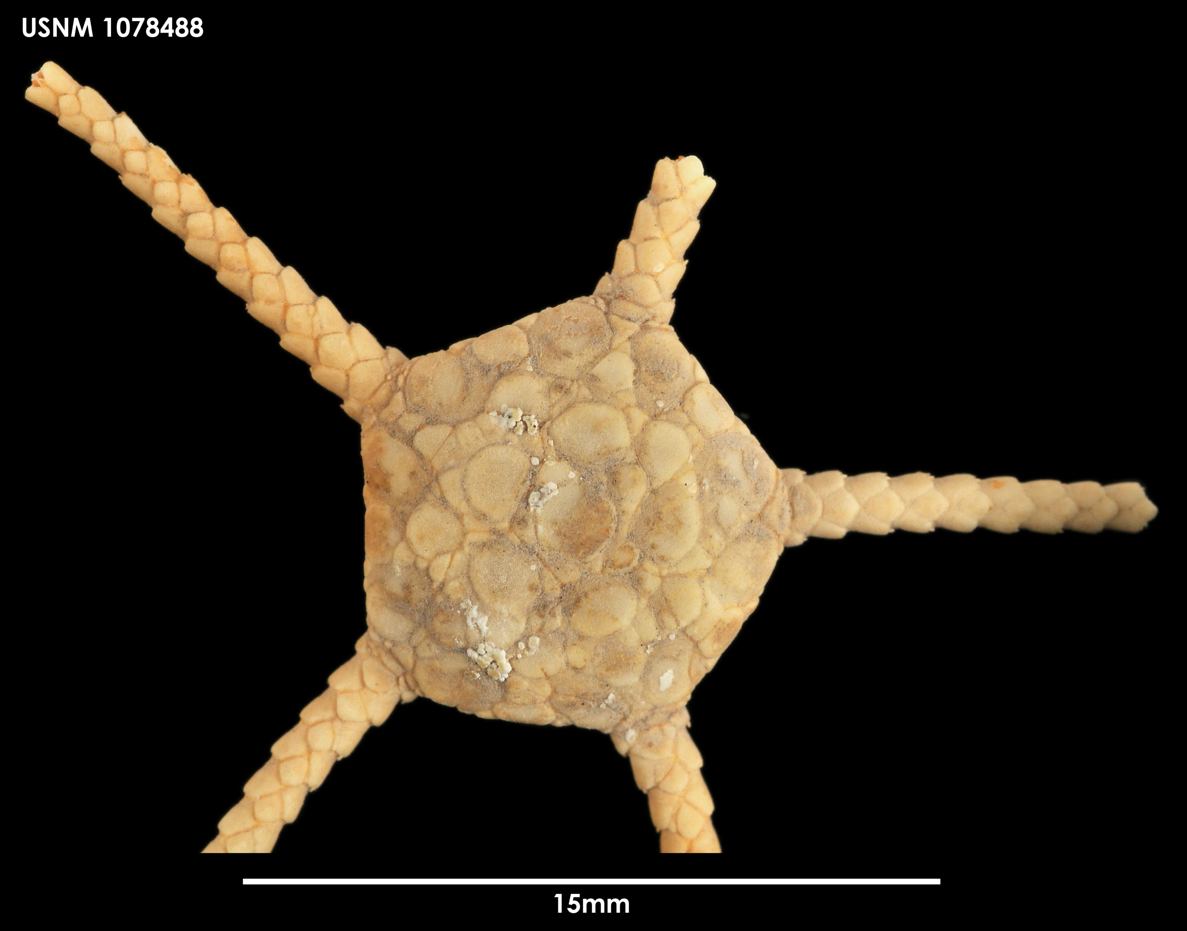 Слика од Ophioplinthus brucei (Koehler 1908)