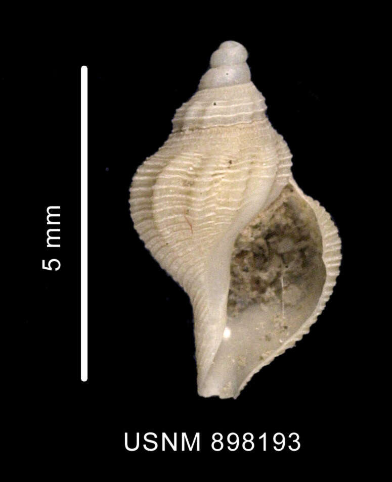 Plancia ëd Pleurotomella simillima Thiele 1912