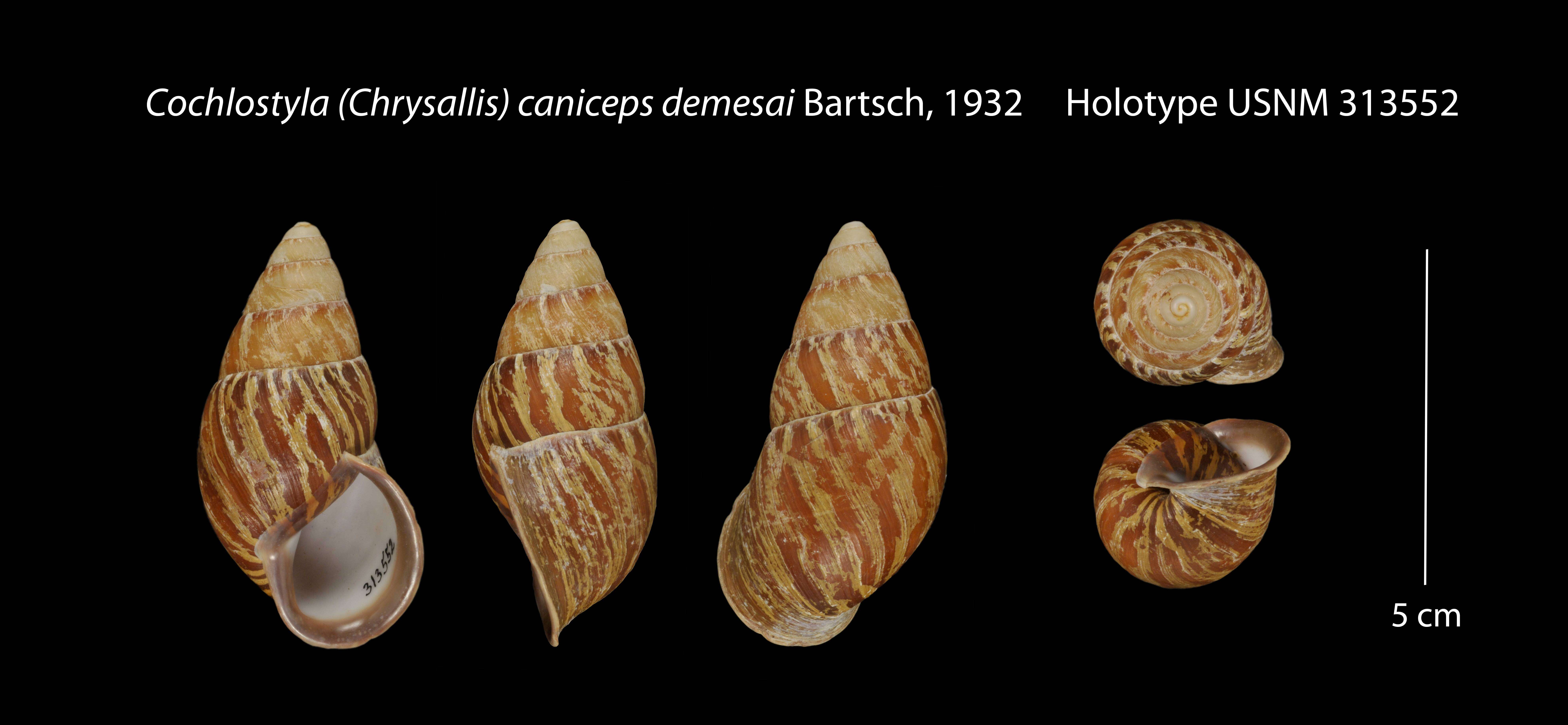 Sivun Cochlostyla Férussac 1821 kuva