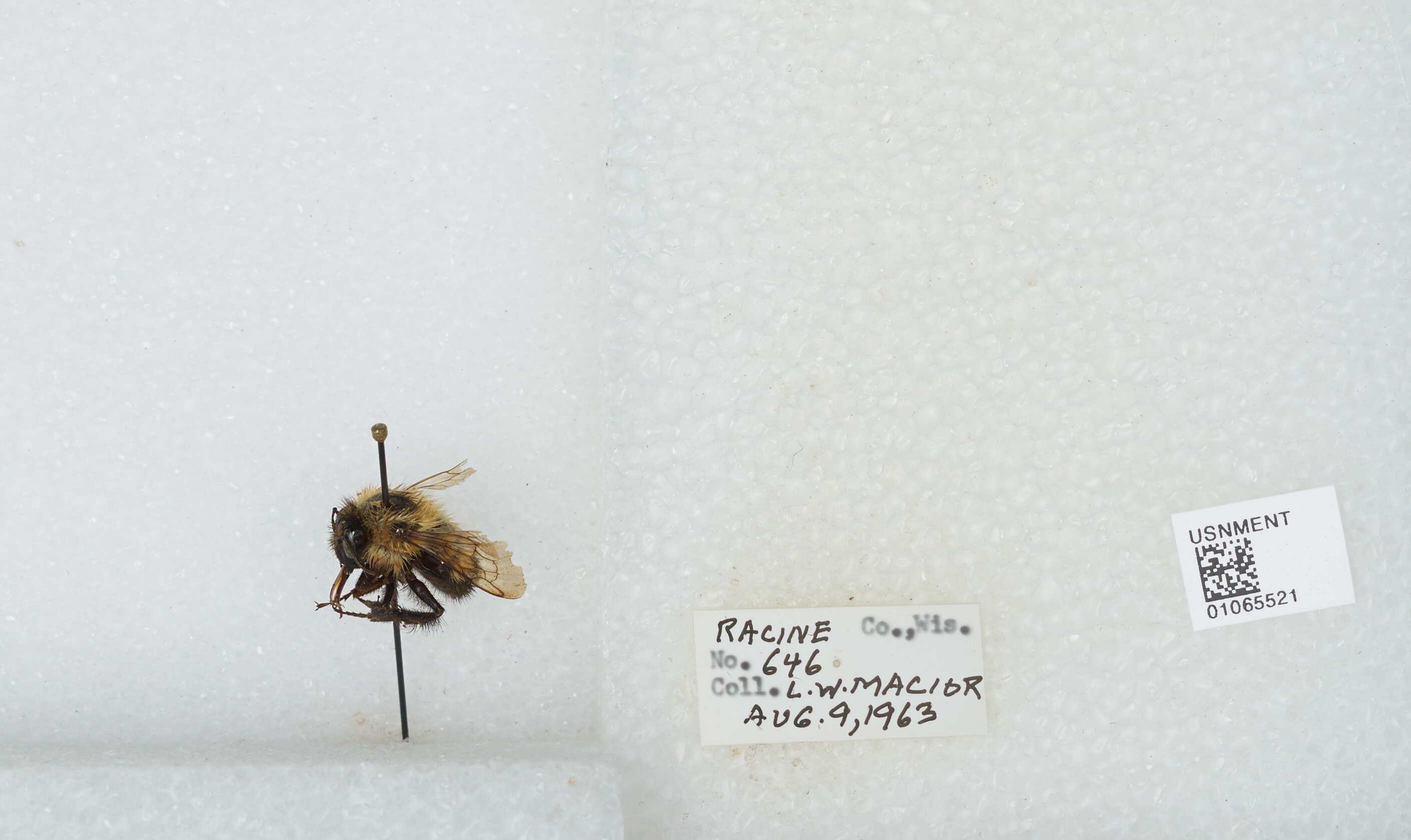 Слика од Bombus affinis Cresson 1864