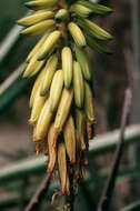 Imagem de Aloe vera (L.) Burm. fil.