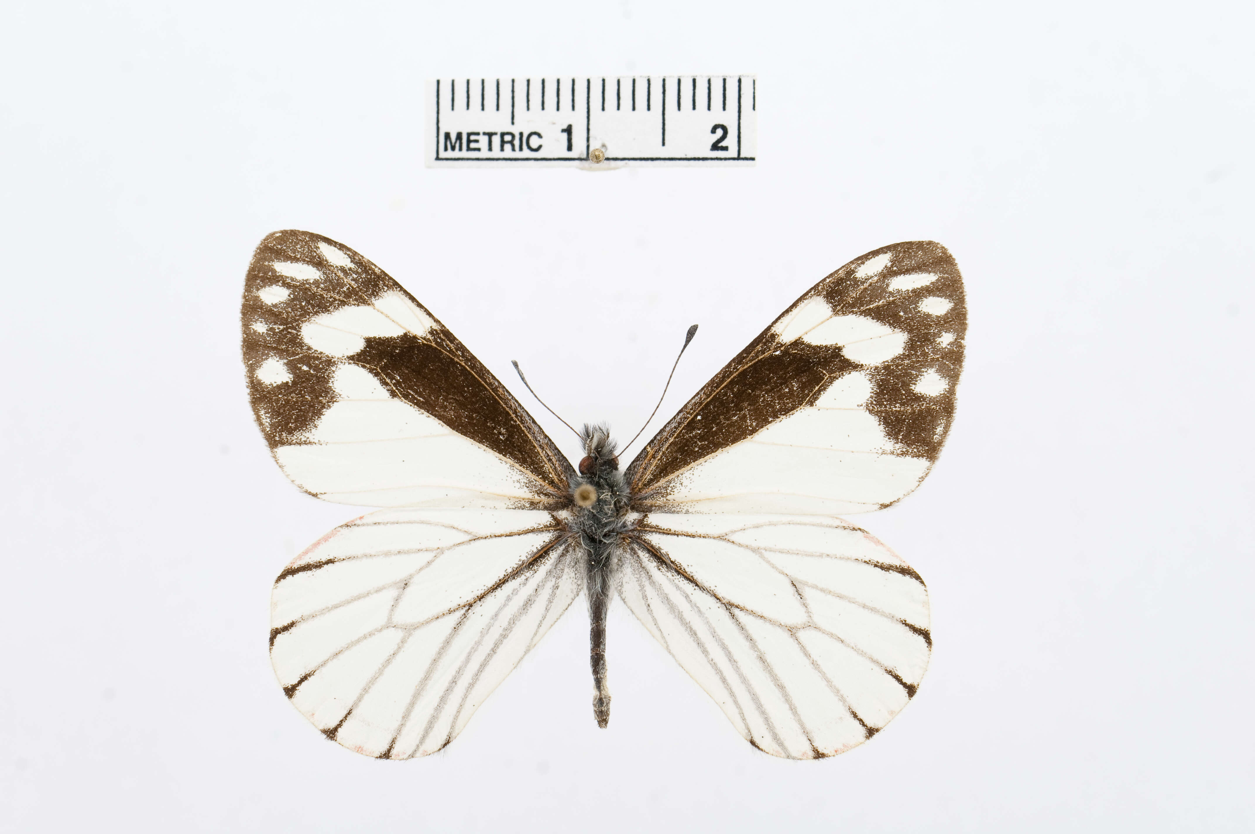 Image of Chiricahua White