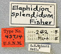 Image of Elaphidion splendidum Fisher 1932