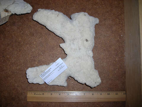 Image of Elkhorn Coral