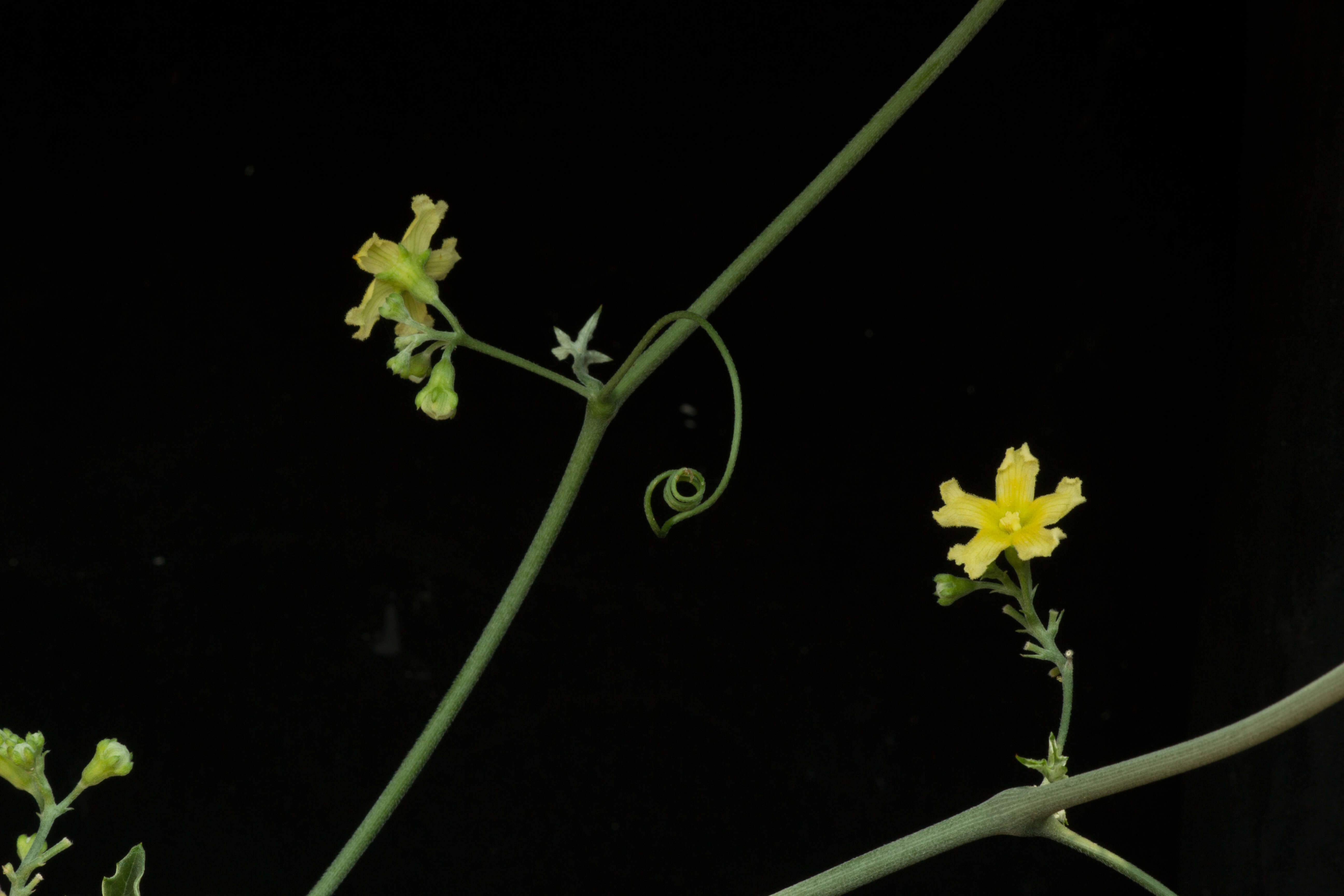 Image of Ibervillea hypoleuca (Standl.) C. Jeffrey