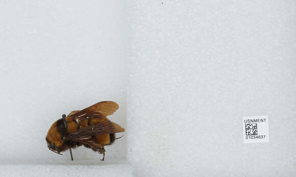 Image of Sonoran Bumble Bee