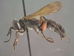 Image of Crabronid wasp