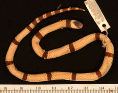 Image of Clark's Coral Snake