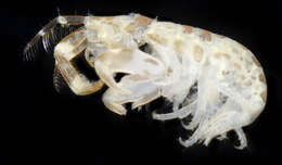 Image of Tube dwelling amphipod