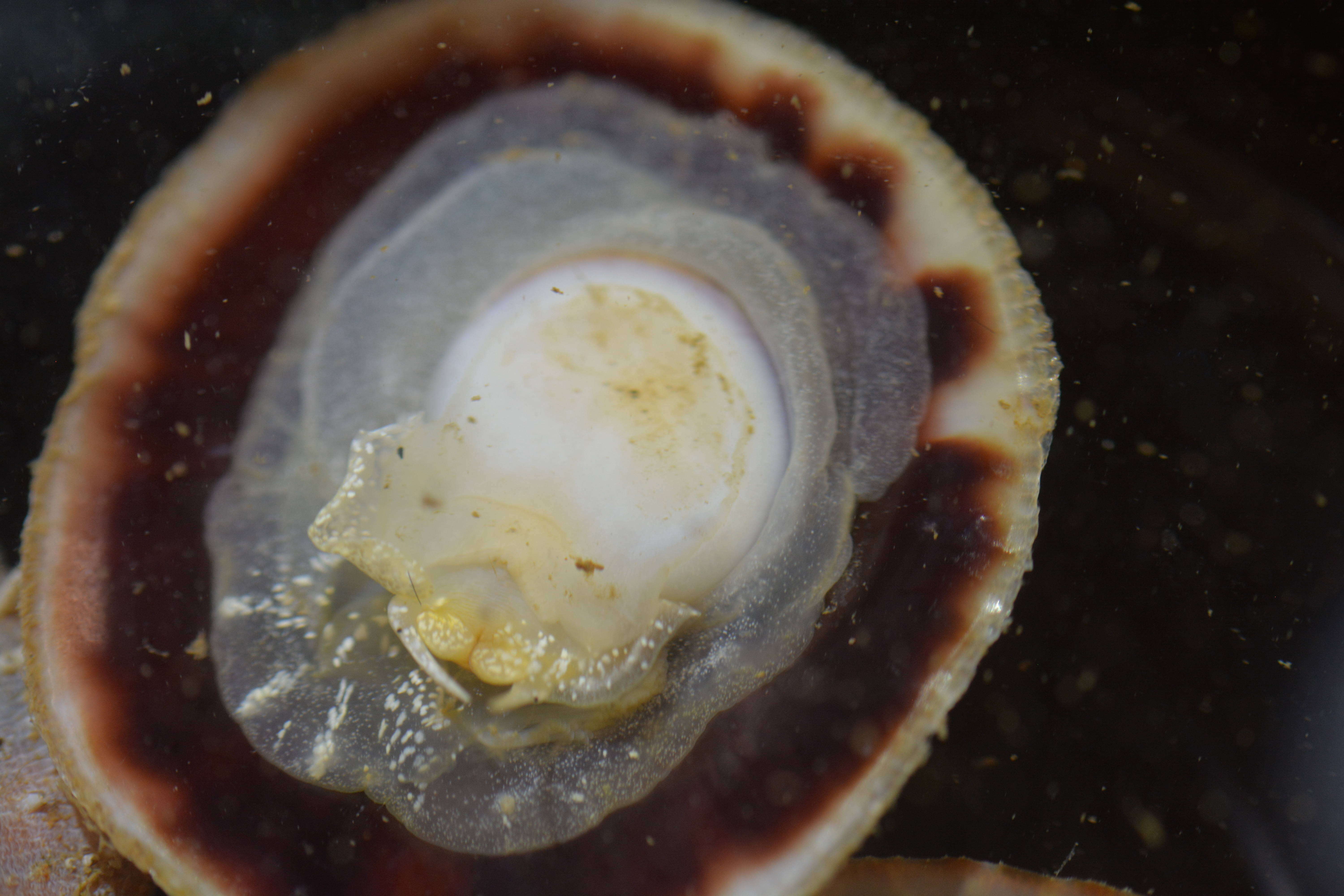 Image of Spiny cup and saucer shell