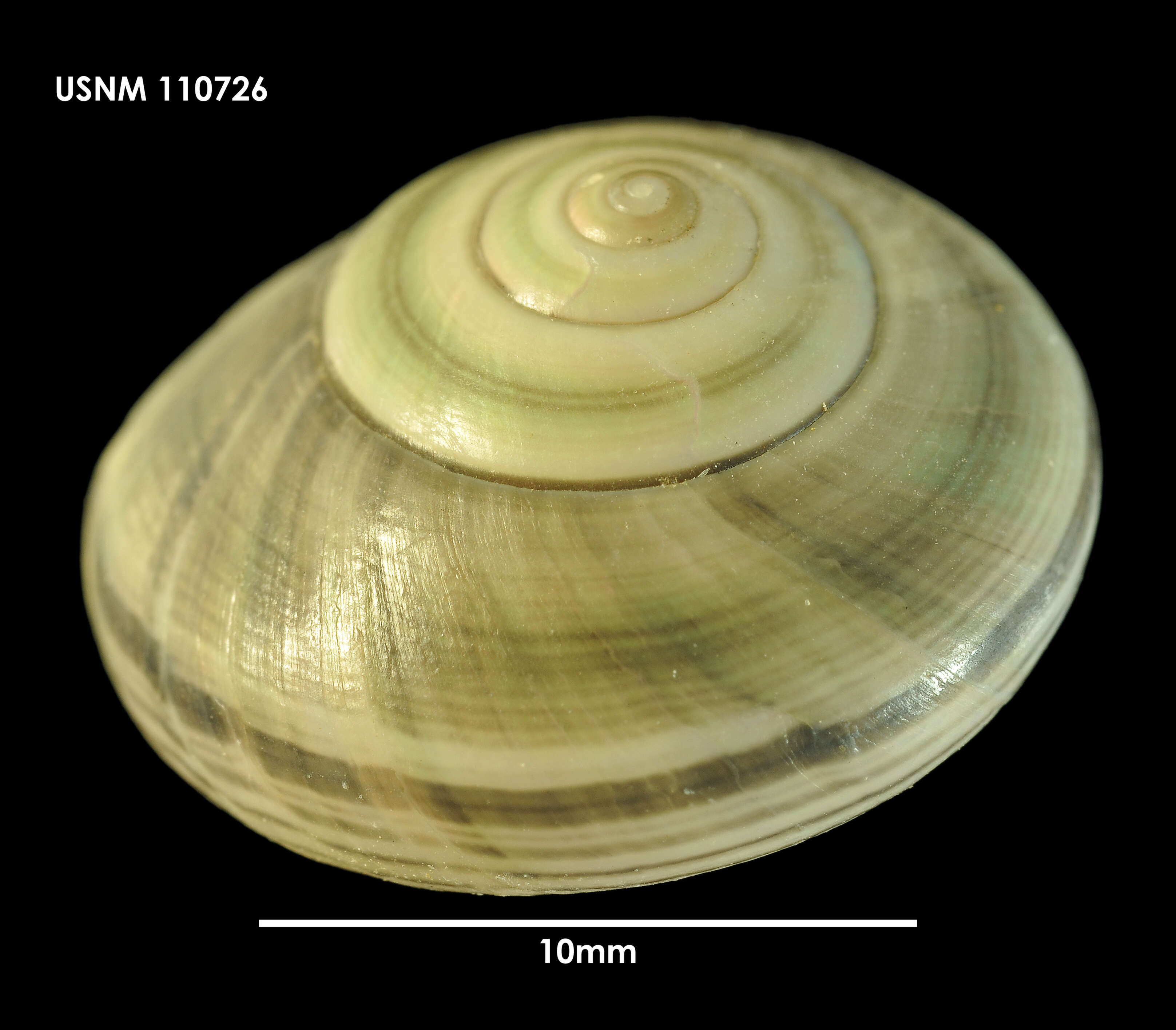 Image de Photinula coerulescens (P. P. King 1832)