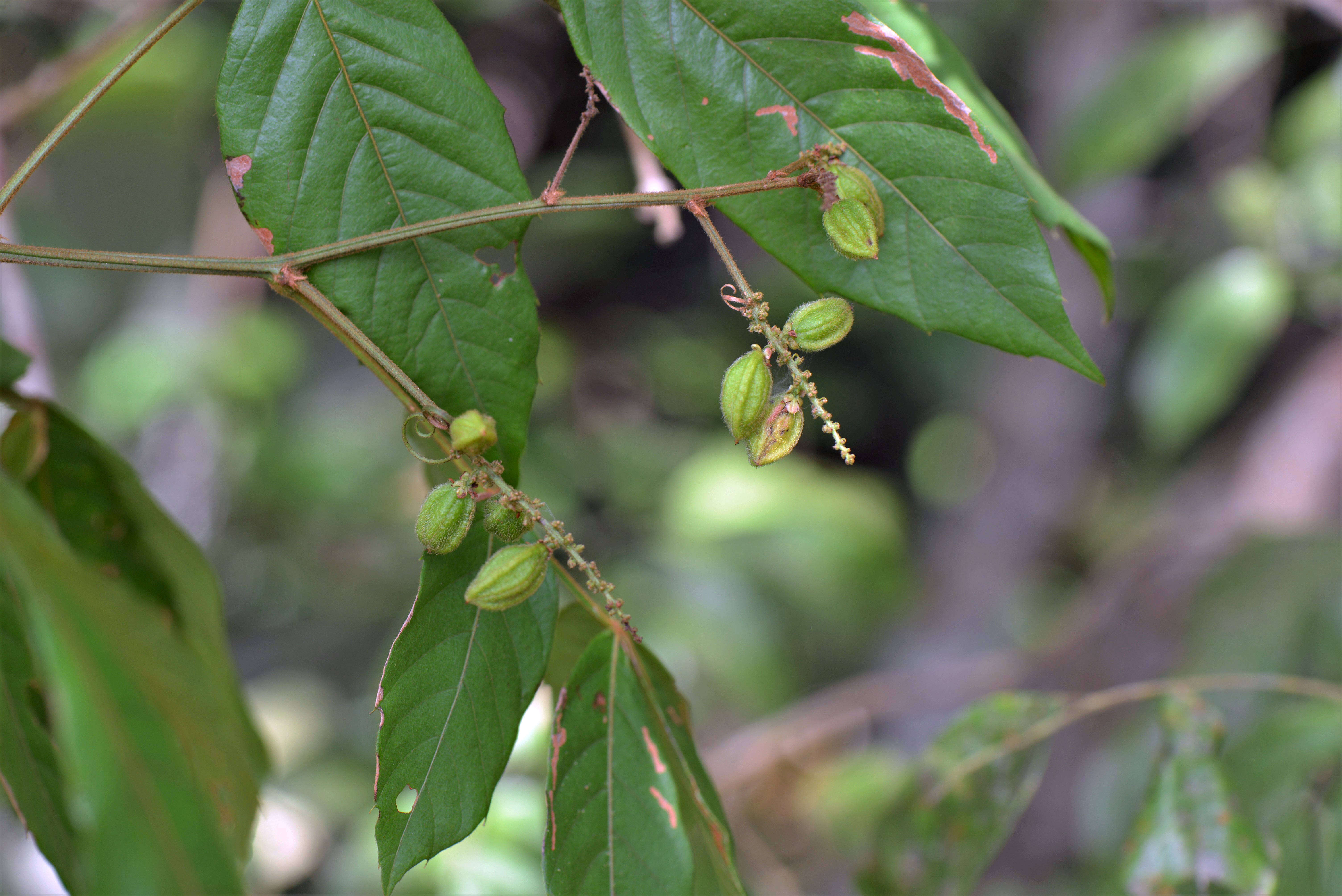 Слика од Paullinia rubiginosa Cambess.