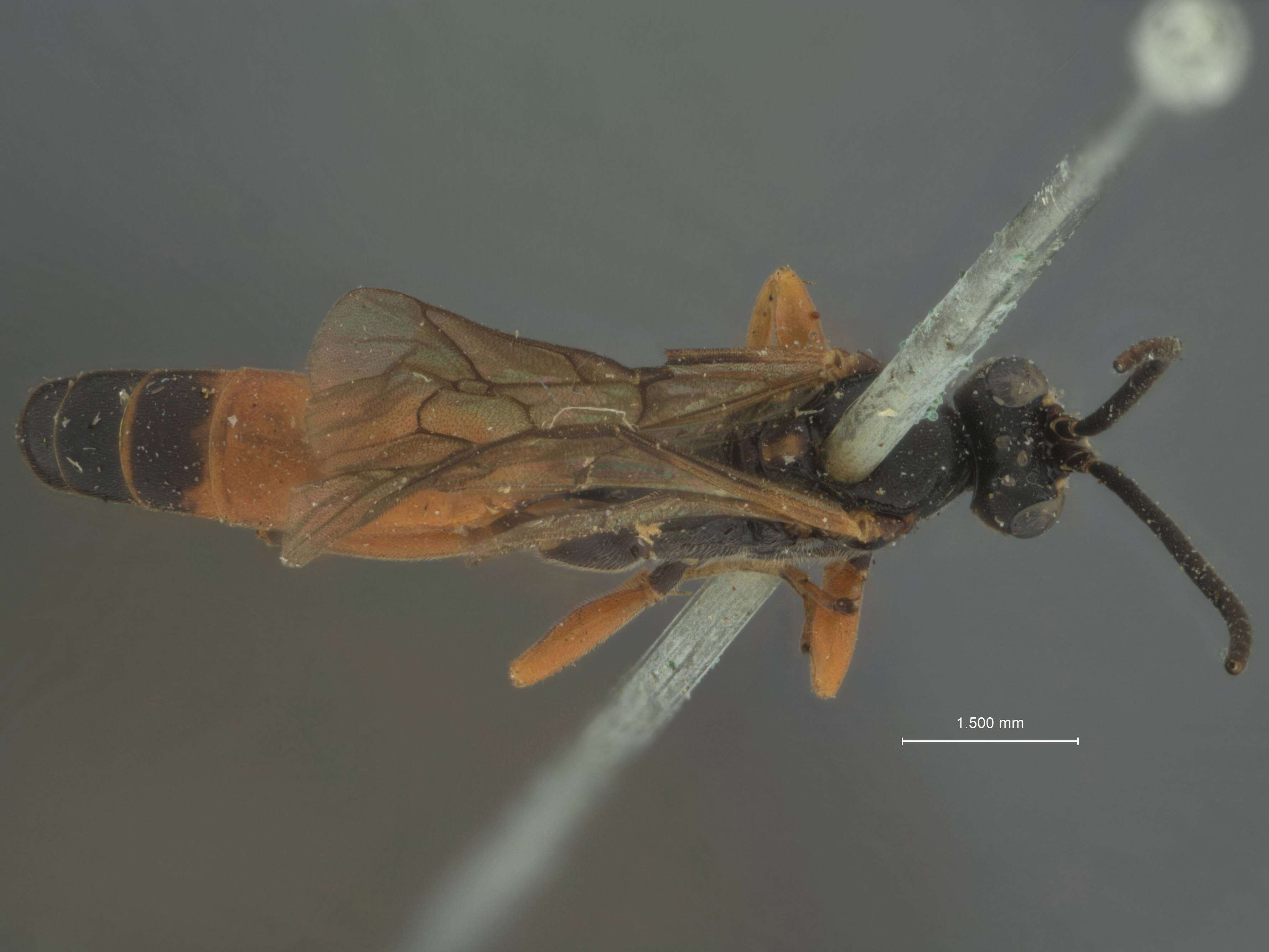 Image of Ichneumon glacialis Ashmead 1902