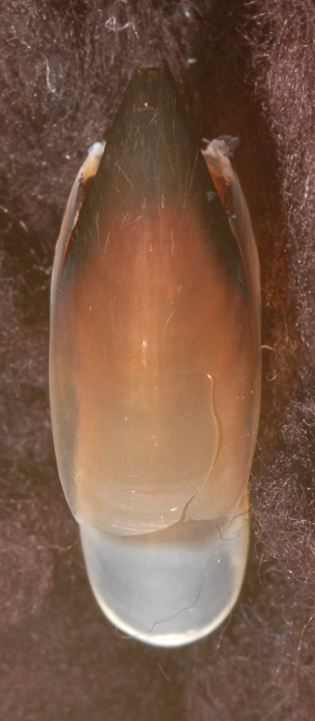 Image of arrow-finned squid