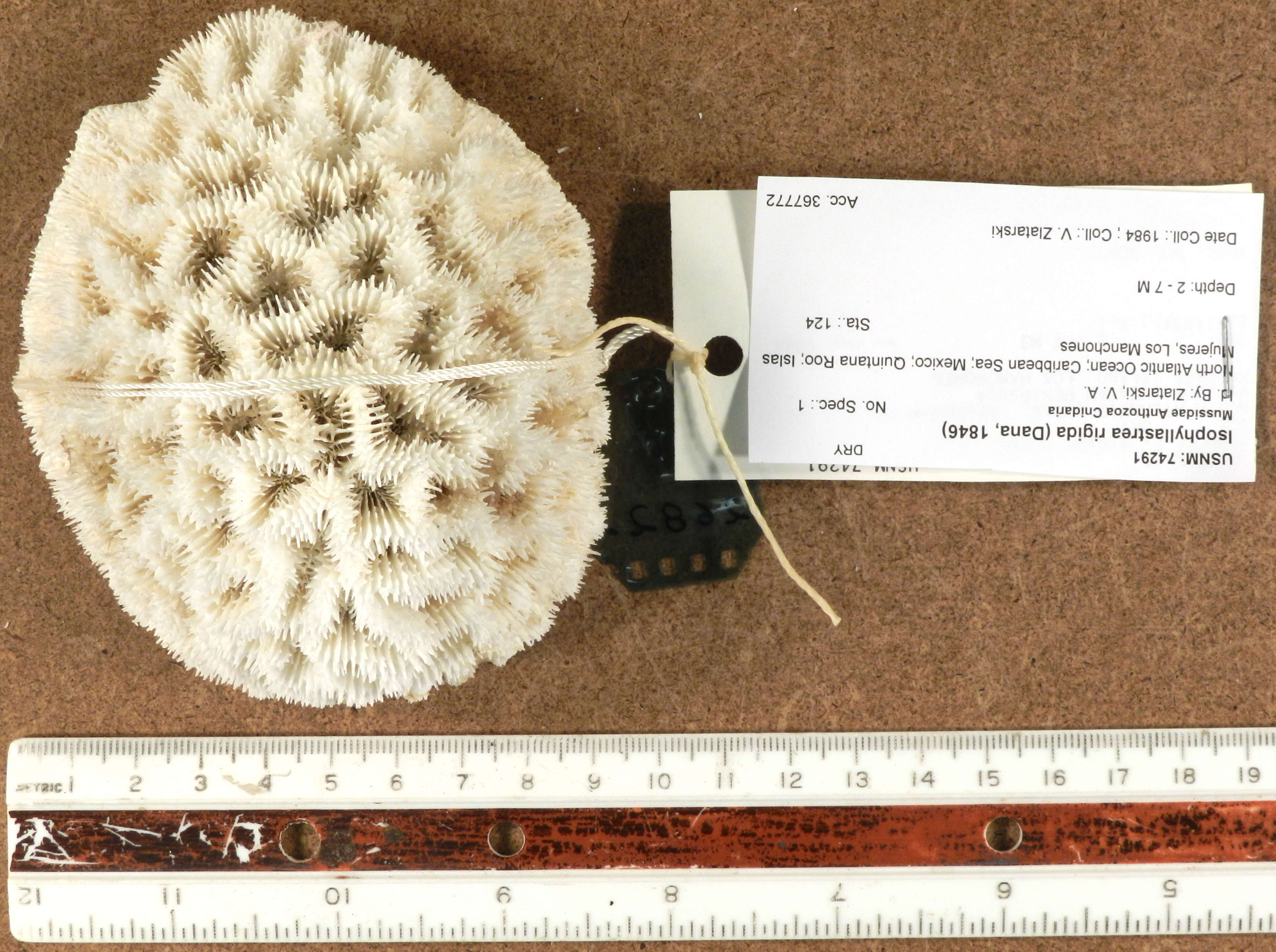 Image of Rough star coral