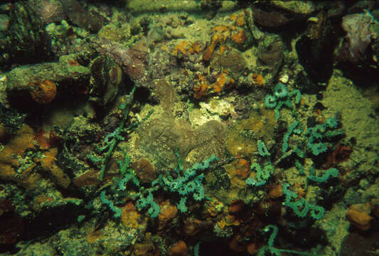 Image of Sawblade Caulerpa