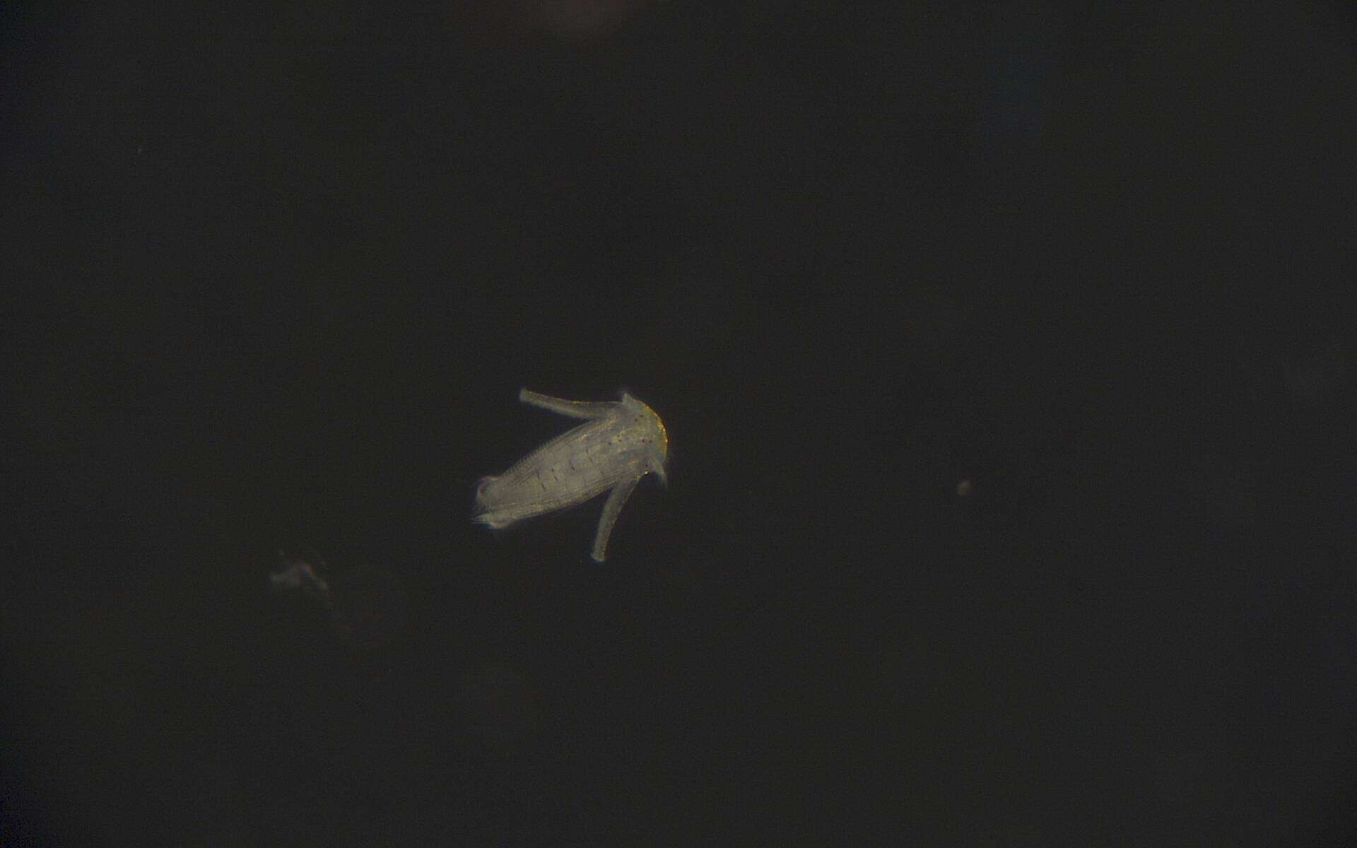 Image of Sabellariidae
