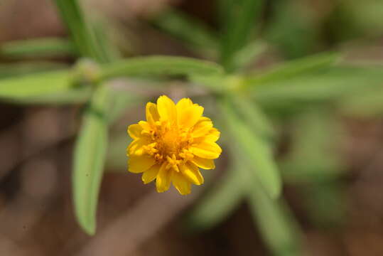 Image of Melampodium americanum L.