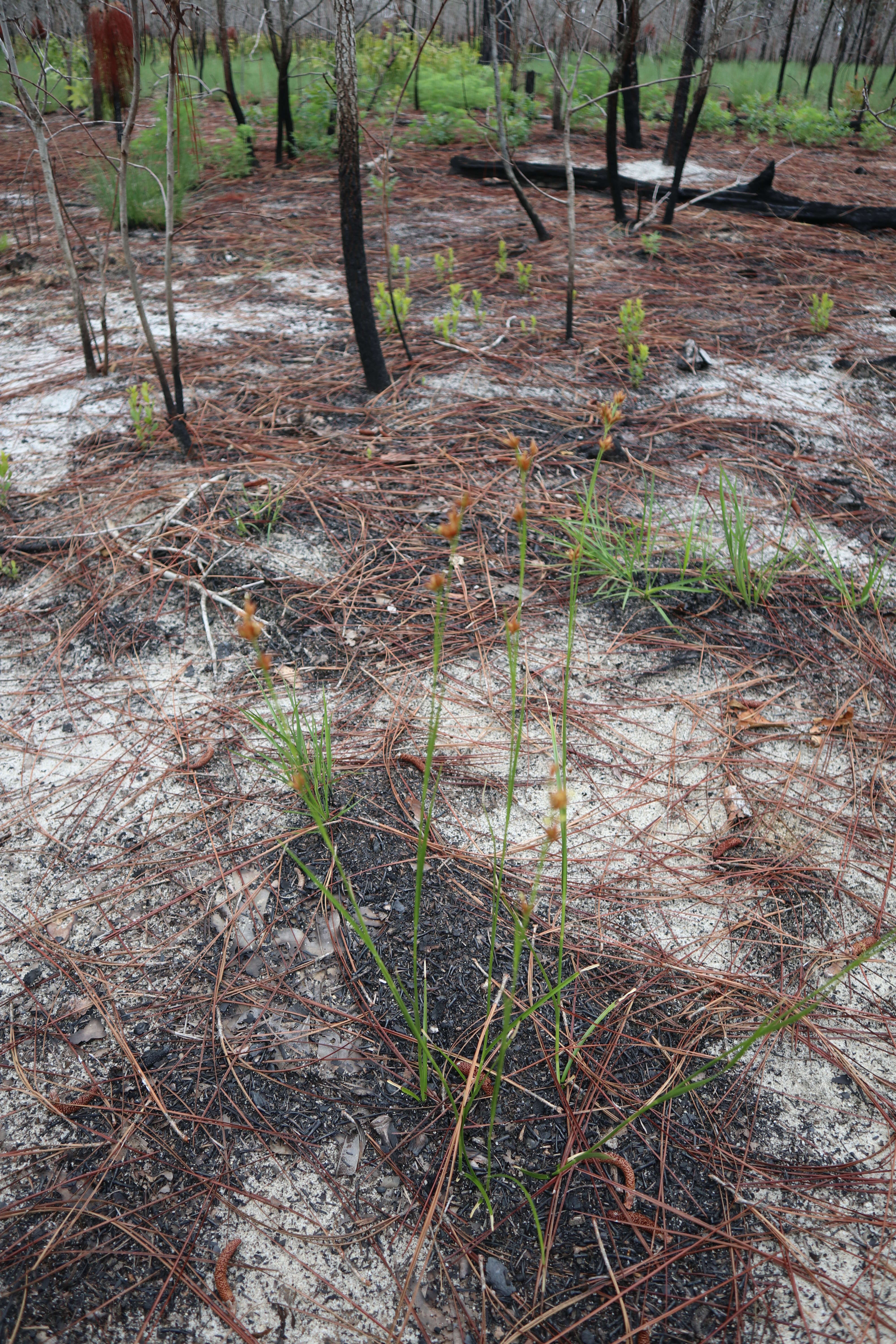 Image of Gray's Beak Sedge