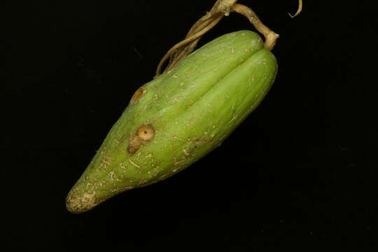 Image of Marsdenia coulteri Hemsl.