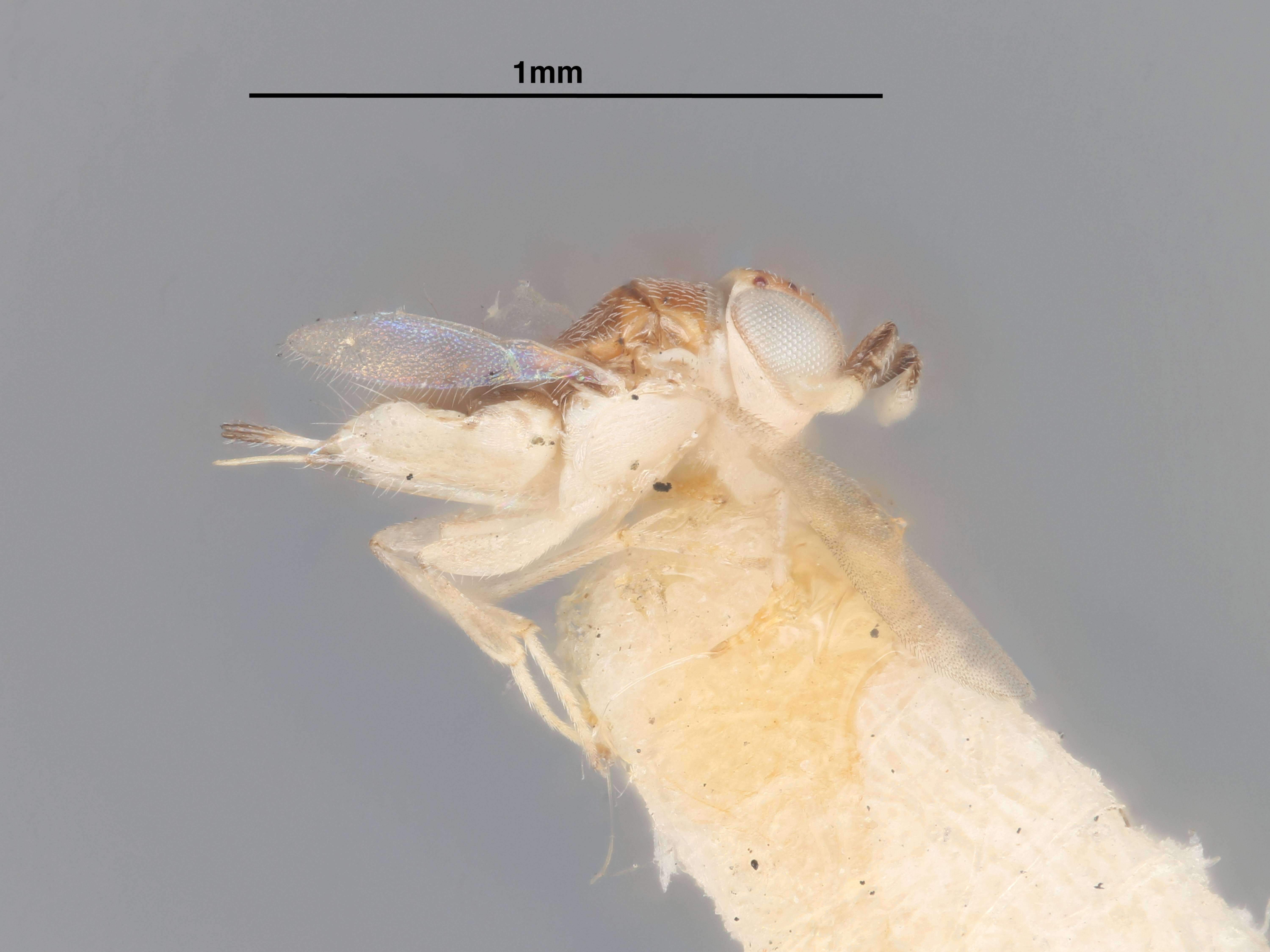 Image de Pseudaphycus angustifrons Gahan 1946