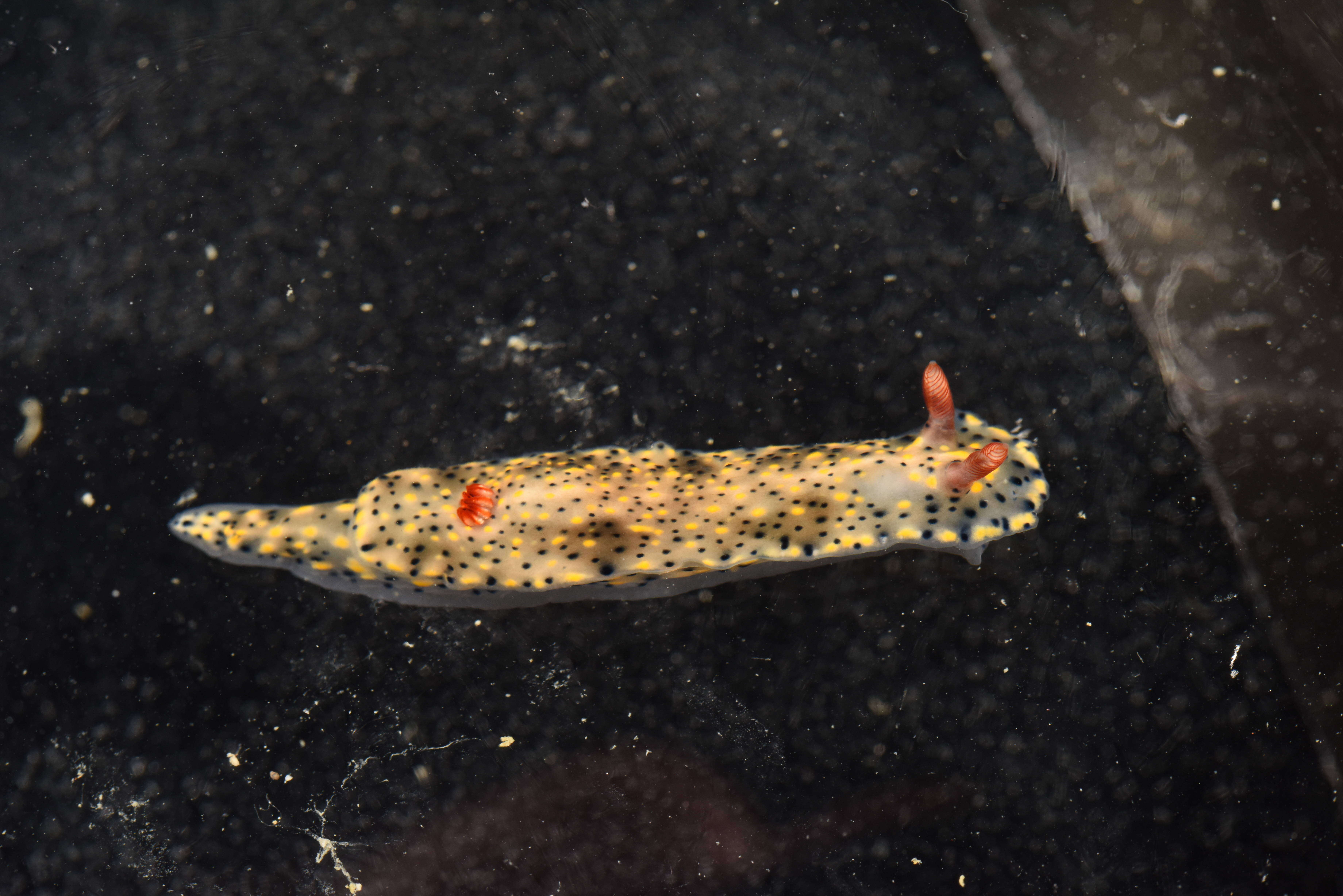 Image of Red gilled yellow spotted green slug