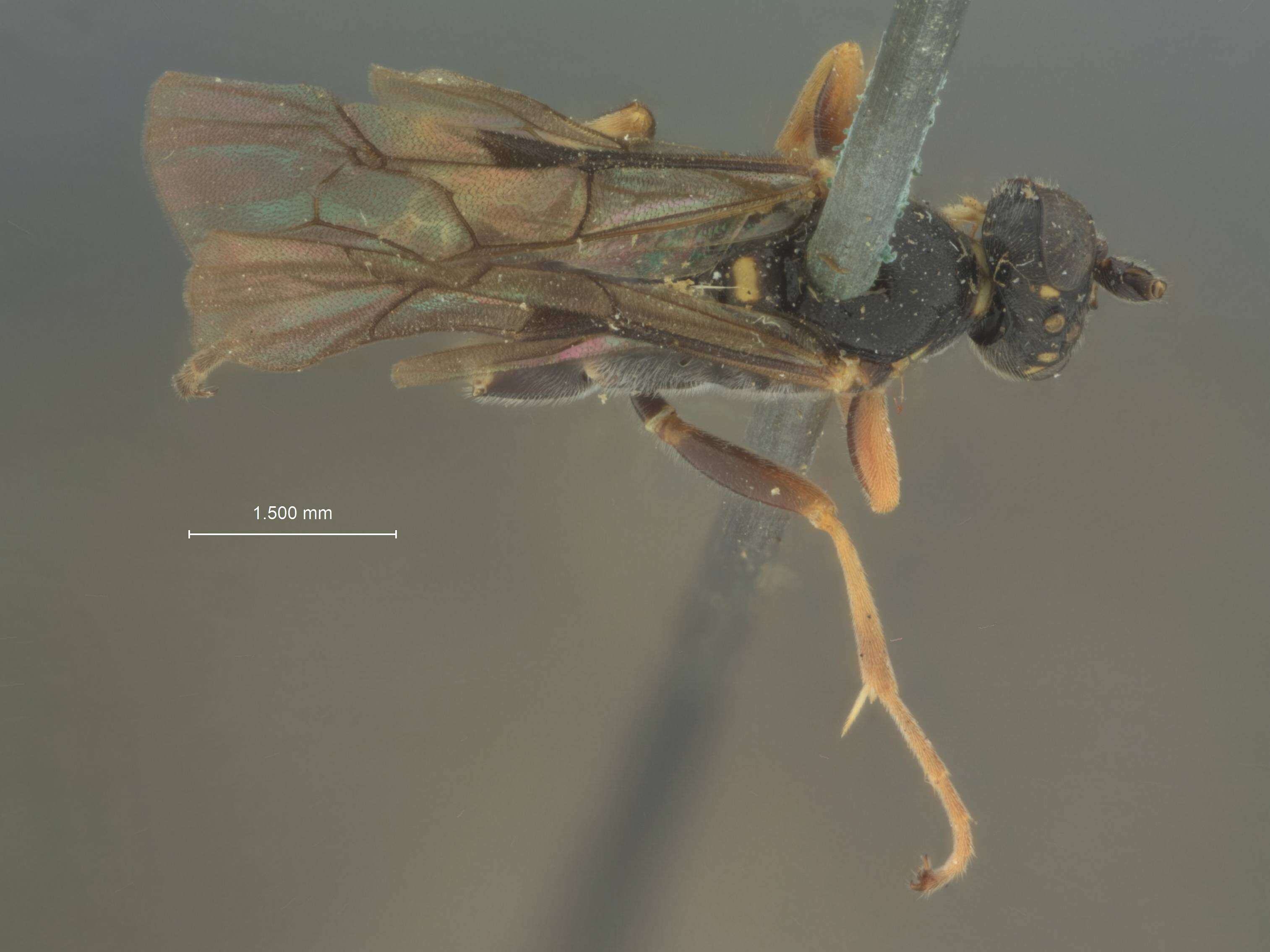 Image of Ichneumon Linnaeus 1758