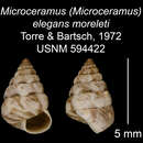 Imagem de Microceramus elegans moreleti C. Torre & Bartsch 2008