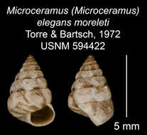 Imagem de Microceramus elegans moreleti C. Torre & Bartsch 2008