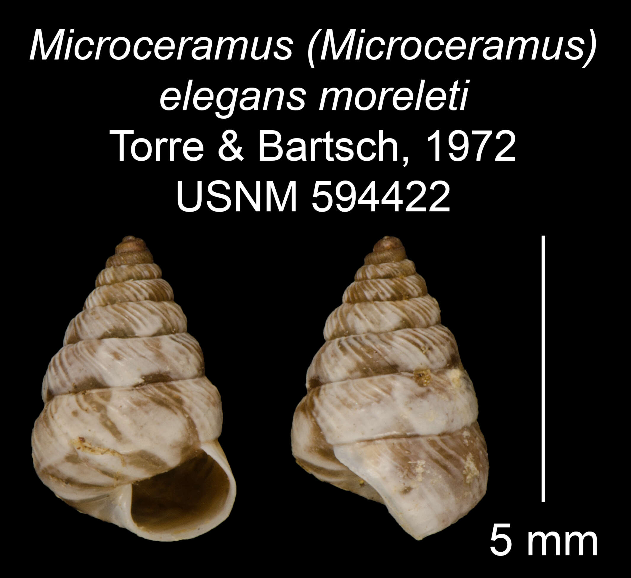 Imagem de Microceramus elegans moreleti C. Torre & Bartsch 2008