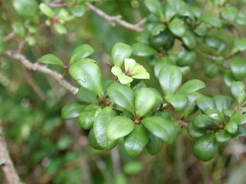 Image of forest colicwood