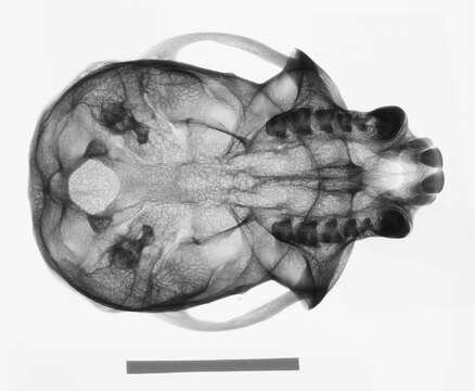 Image of Cercopithecus nictitans nictitans (Linnaeus 1766)