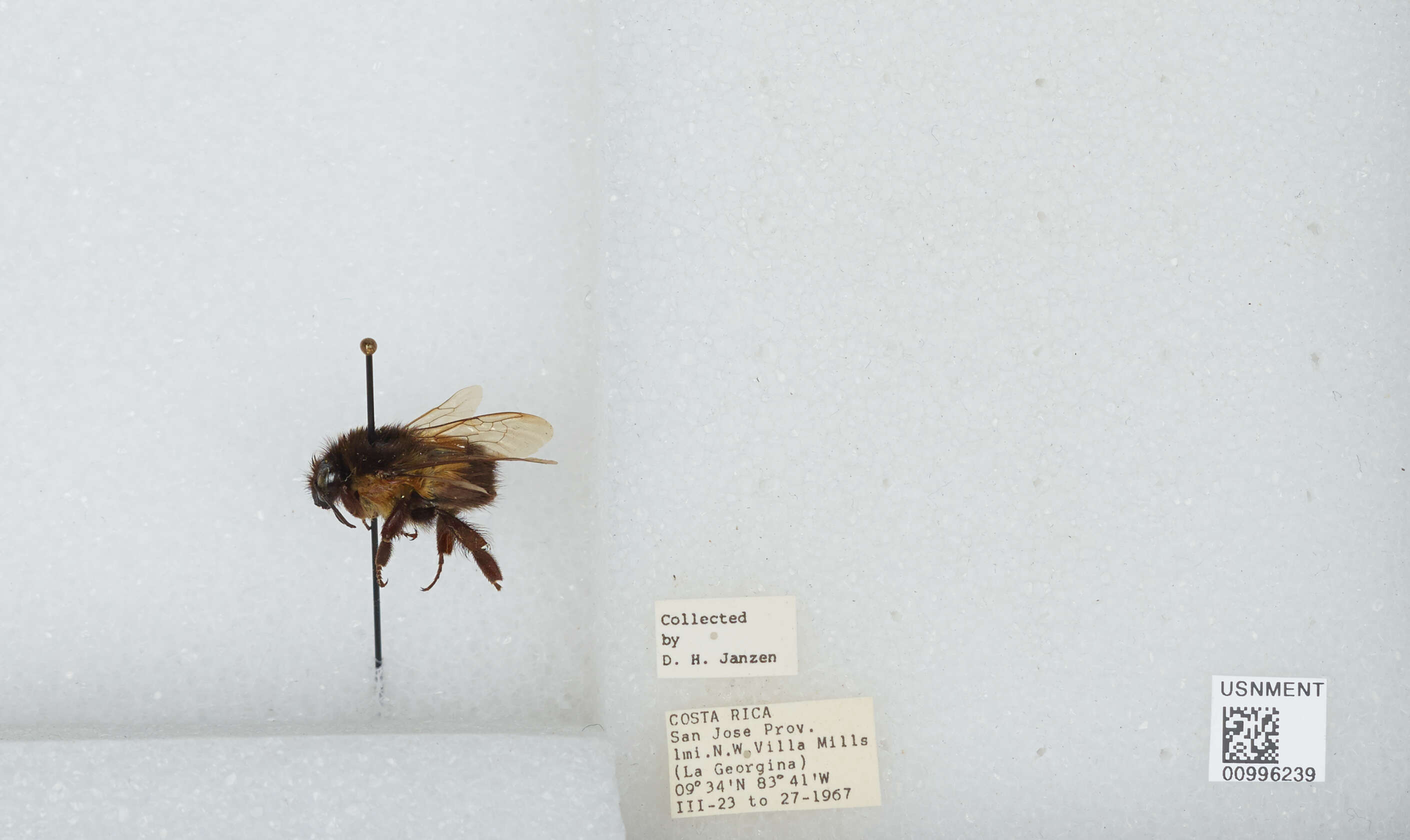 Bombus ephippiatus Say 1837 resmi