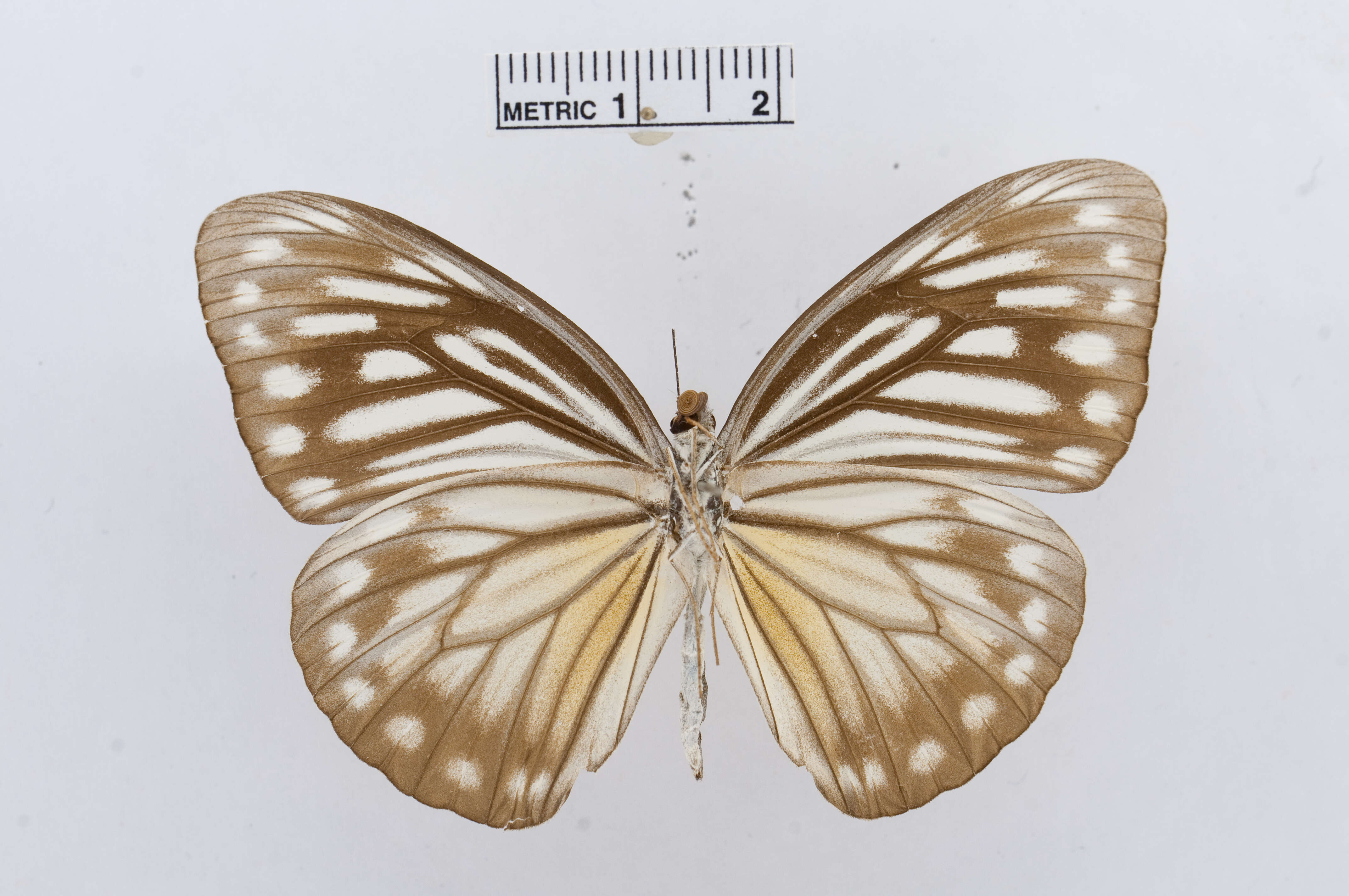 Image of Pareronia ceylanica (Felder & Felder (1865))