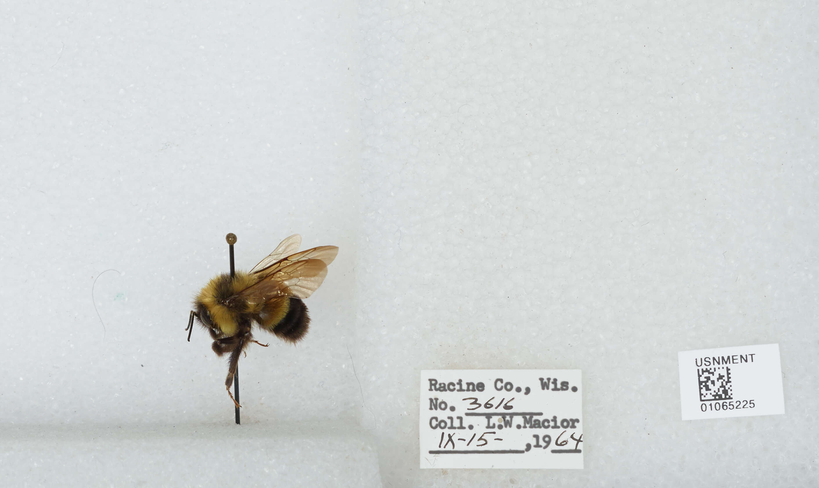 Слика од Bombus affinis Cresson 1864