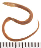 Image of Black-striped snake eel