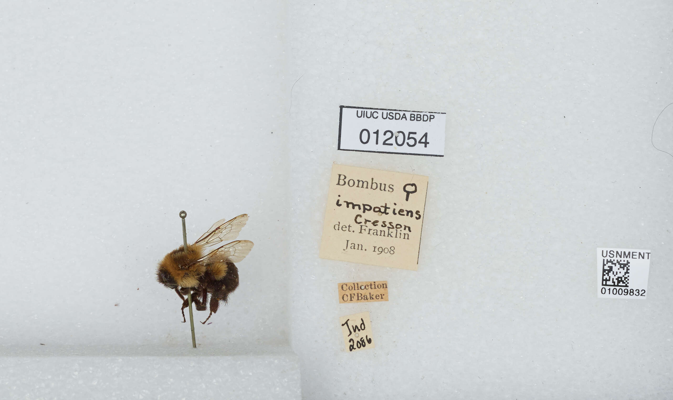 Image of Common Eastern Bumblebee